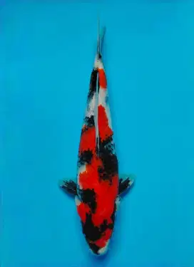 ikan koi showa super quality