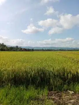 SAWAH PRODUKTIF DI JUAL AREA UJUNG GENTENG SUKABUMI