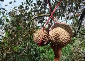 kebun Durian siap panen luas 2,75 Hektar dekat area wisata air terjun