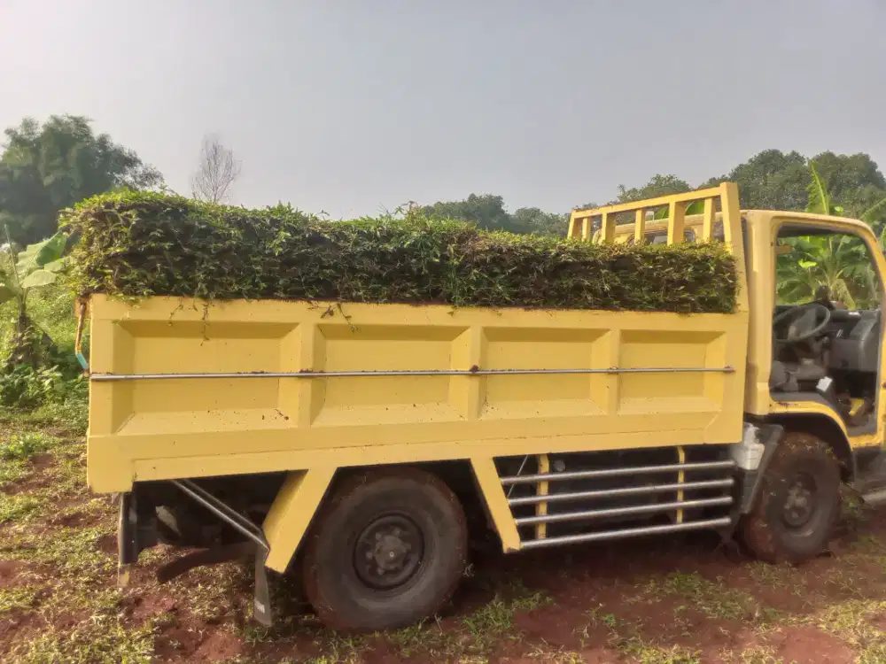 Jual rumput gajah biasa