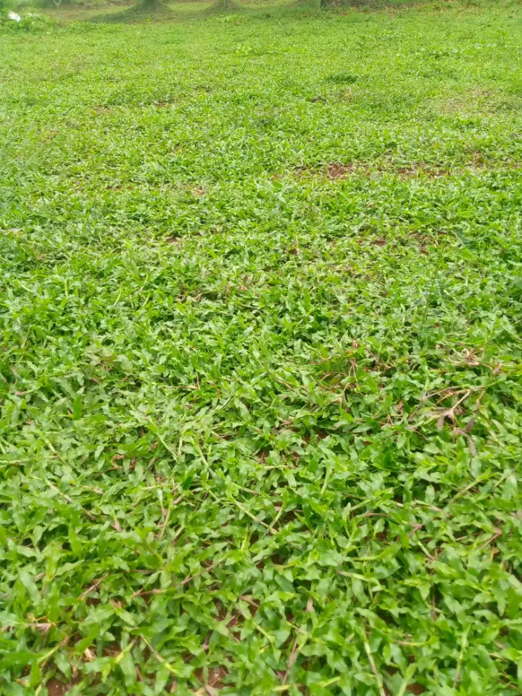 Rumput gajah biasa/gajah paitan