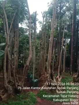 Jual pohon pule