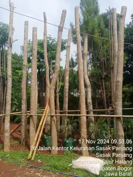 Jual pohon pule