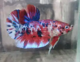 Cupang Giant Multicolor