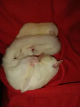 Sugar glider leucistic