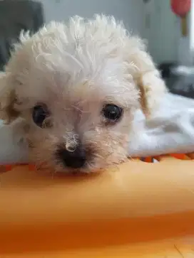 Puppy Poodle Jantan Warna Apricot