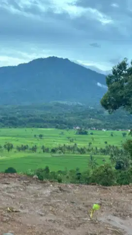 Tanah Sawah Murah Strategis Legalitas Aman Bogor Timur