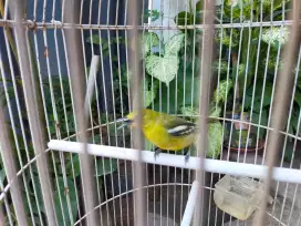 Burung Sirpu Kapasan