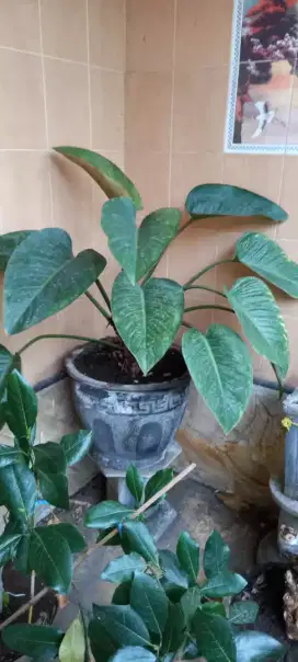 BLUSHING PHILODENDRO tinggi 30 cm