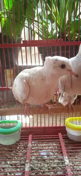 Burung Puter Blorok jambul (Baca Deskripsi Iklan)