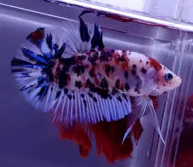 ikan cupang giant black koi