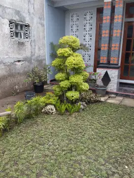 Jual tanaman hias, penanaman rumput,pembuatan taman jogja