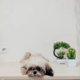 Mini shihtzu sitzu jantan puppy