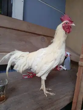 Ayam ketawa jantan putih mulus