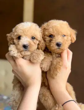 toy poodle betina apricot fawn