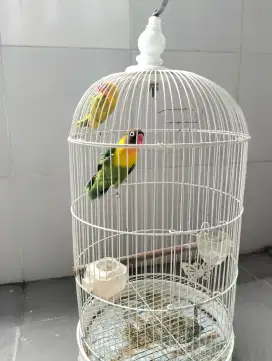 Jual LOVEBIRD 11 EKOR BONUS KANDANG.