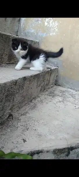 Scottish Fold / Gaelic NS fold Jantan