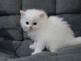 Kucing Persia Himalaya Putih