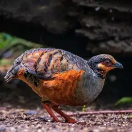 Puyuh hias Untuk Aviary Ternak
