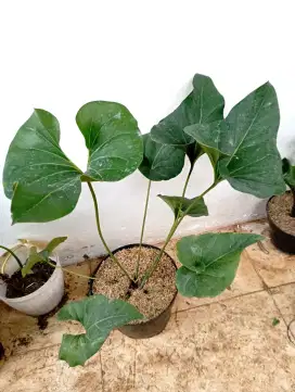 Tanaman anthurium corong