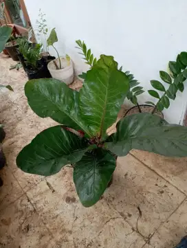 Tanaman anthurium hookeri sweeta