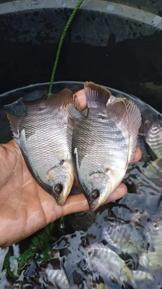 Jual Ikan gurame ukuran 3jari