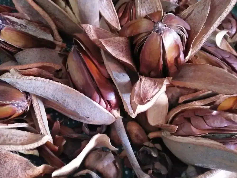 Herbal biji buah Mahoni