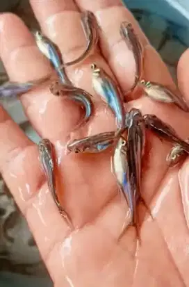 Jual bibit ikan patin size 1/2 , 2/3