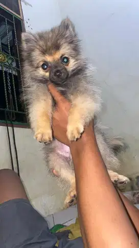 Superminipom Betina