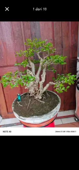 Bonsai tetehan tinggal pajang