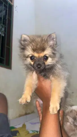 Super minipom 3 bulan