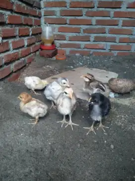 Anak ayam kampung ulu