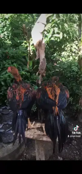 Ayam hias ekor lidi