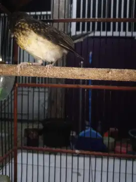 Burung murai trotol jantan