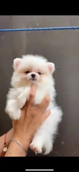 Minipom sertifikat