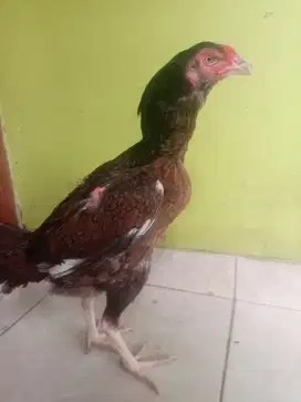 Ayam babon bangkok satria sinekti