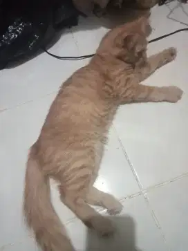 kucing anggora jantan kucing anakan orange coklat muda umur 3 bulan