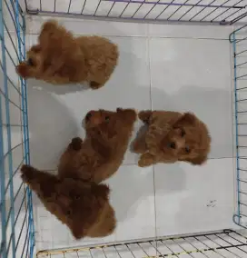 Anak Anjing Red Fawn Poodle Stambum Pudel Puppy