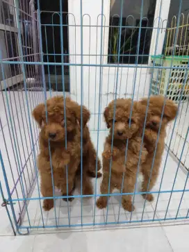 Anak Anjing Red Fawn Poodle Stambum Pudel Puppy