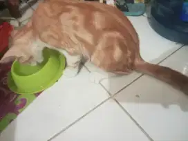 Kucing Anggora Jantan Marbel kucing anakan lucu