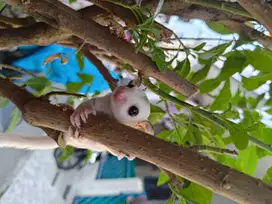 Sugar glider true platinum