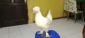 Ayam hias polan dewasa kawin silang ayam kapas dan polan