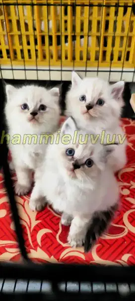 LA kucing kitten persia 2bulan longhair himalaya