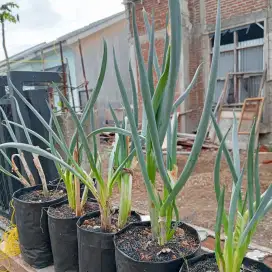 Tanaman bawang daun bumbu dapur