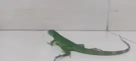 Iguana green baby