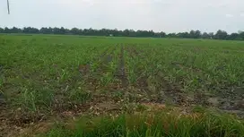 DIJUAL TANAH SAWAH CEPAT BU