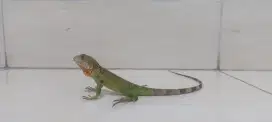 Iguana red baby