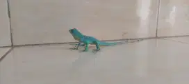 Iguana blue baby