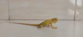 Iguana albino baby