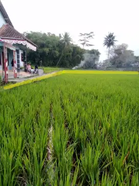 Sawah bisa di buat rumah, ada jalan 1 meter,ke jn raya kl 50 m